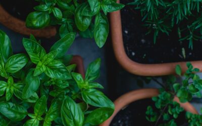 Garden Talk: Grow your own fresh herbs