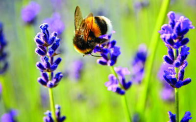 Garden Talk: Growing a Bee-friendly Garden