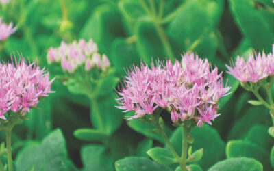 Garden Talk: Sedum for all Seasons