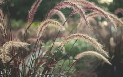 Garden Talk: In love with grasses