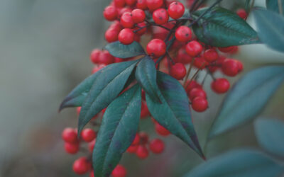 Garden Talk: Bark, berries and colourful stems for glowing winter colour