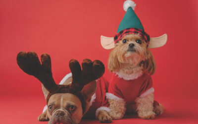Pets Corner: Keeping Dogs Happy and Safe at Christmas
