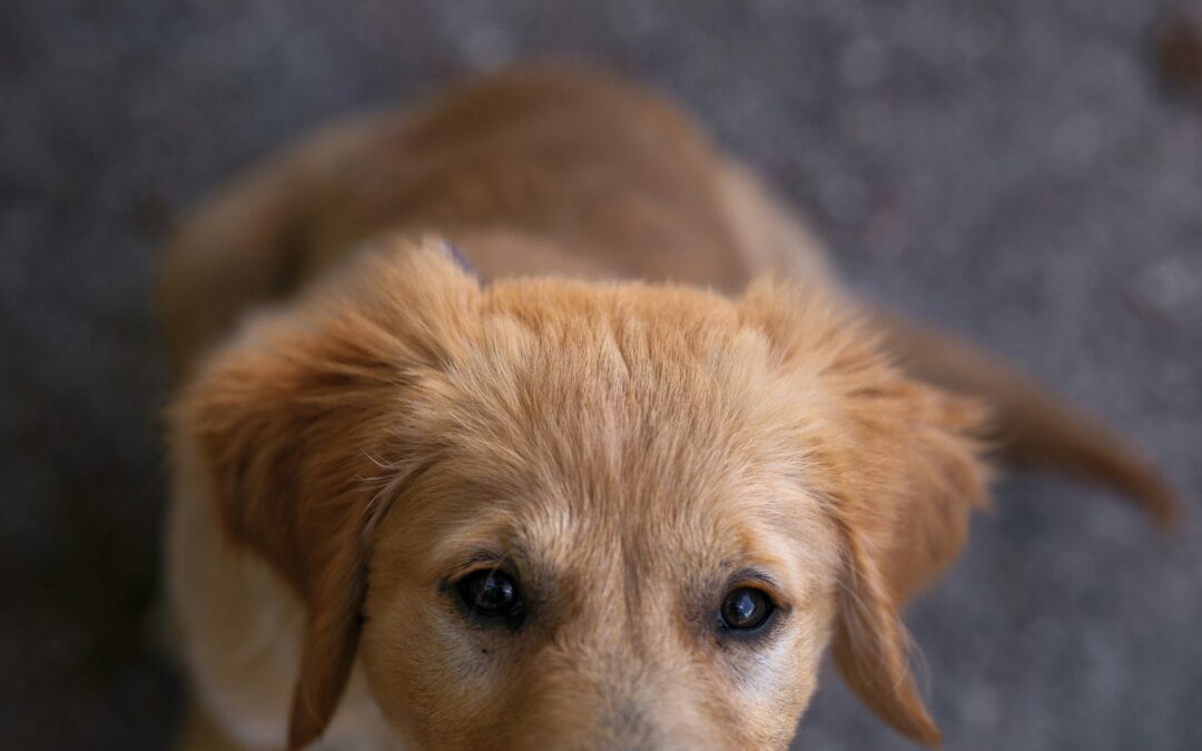 Pets Corner | Can your dog be too ‘Friendly’?