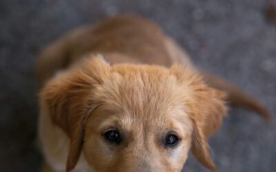 Pets Corner | Can your dog be too ‘Friendly’?